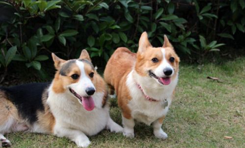 狗狗闹狗14天了还没好