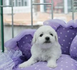图 精品纯种比熊,优选培育健康强健幼犬,确保健康 深圳宠物狗