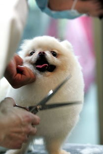 港媒称中国人日益宠溺宠物 宠物经济 带热相关产业