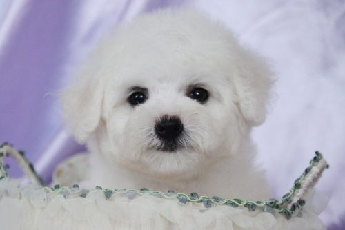 图 棉花糖般的比熊幼犬 纽扣眼毛量足小体比熊幼犬等 深圳宠物狗