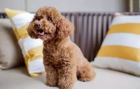 早知道养狗也有省钱妙招 我也就不用吃土这么久了...