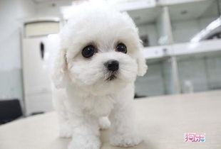 狗狗流黄鼻涕是什么病,小狗流黄鼻涕该怎么办