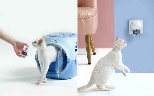 cature小壳如何在专业宠物护理细分领域 出圈 brandad未来品牌