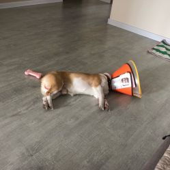 电话 地址 价格 营业时间 雁塔区宠物医院团购 西安宠物