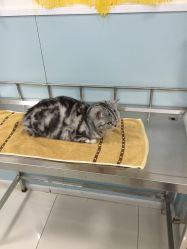 爱雅宝贝动物医院的全部评价