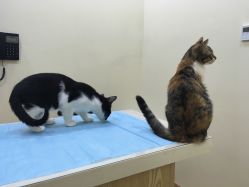 芭比堂动物医院 北京顺轶分院