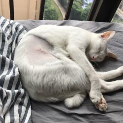 芭比堂动物医院 宝安华南分院