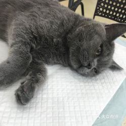 电话,地址,价格,营业时间 重庆宠物