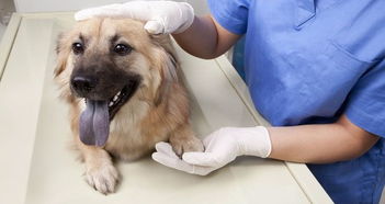 美联众合动物医院 金城分院店