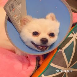 电话,地址,价格,营业时间 上海宠物