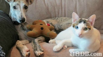 雅各动物医院提供兔, 鼠类, 鸟等治疗服务