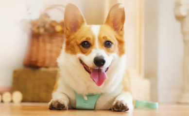 中国宠物行业发展指数助推“它经济”高质量发展