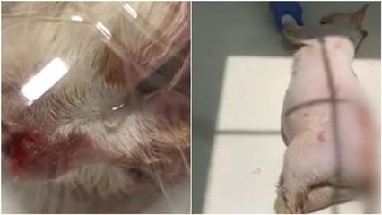 引到笼内再拿热水浇,山西男子虐猫致4小猫死亡,猫妈妈痛到流泪