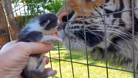 矮脚母猫在医院一次生下8只金渐层小奶猫,其中2只也是小短腿