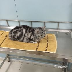 电话,地址,价格,营业时间 北京宠物