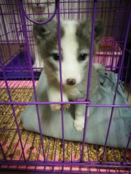 芭比堂动物医院 广州农大分院