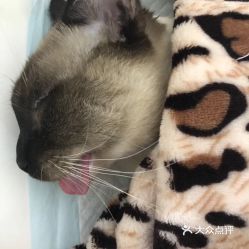 电话,地址,价格,营业时间 北京宠物