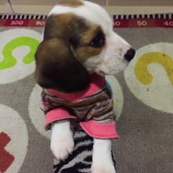 宠之道联合动物医院的全部评价