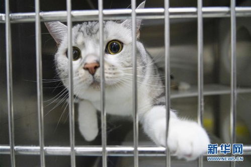 武汉 动物医院里的临时 奶爸