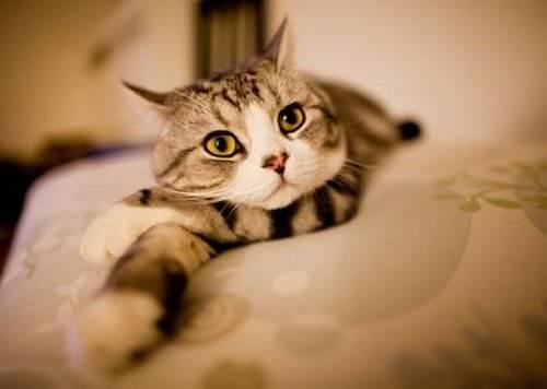 mag猫用布拉迪酵母益生菌新品上市啦,细分市场锁定猫咪用户