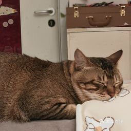 心仪动物医院 泰安中心院