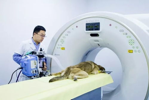 南京天圆宠物医院 宠物界的三甲医院