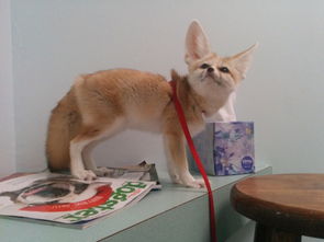 福懋动物医院 科普 训练宠物狐狸使用 厕所 猫砂盆为例