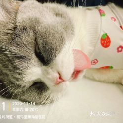 电话,地址,价格,营业时间 图 长沙宠物