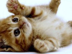 电话,地址,价格,营业时间 广州宠物