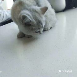 电话,地址,价格,营业时间 太原宠物