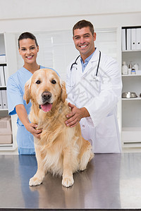 讨论狗X光的兽医动物伙伴检查女性女士家畜主题沟通合作磨砂膏