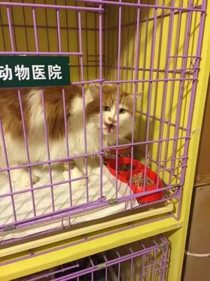 猫咪突然发烧、流口水、口腔溃疡,这也许是“猫杯状病毒”!