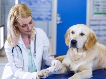 市宝安沙井24小时动物医院