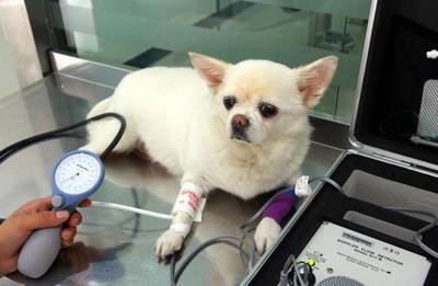 权威!贵阳10个狂犬疫苗注射点,还有最靠谱的17所宠物医院!收好不谢!