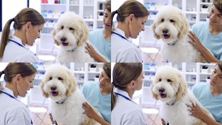女兽医向宠物主人询问关于狗的问题