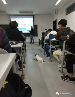 福懋动物医院:同样是学霸狗,有的被大家宠成了宝,有的却惨死棍下.