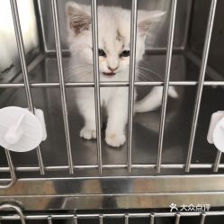 电话,地址,价格,营业时间 青岛宠物