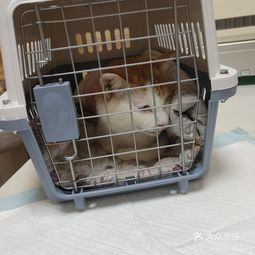 长江动物医院 大港店