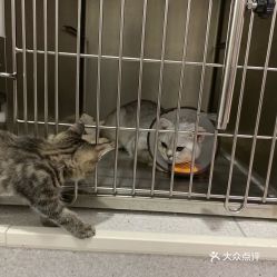 电话,地址,价格,营业时间 成都宠物