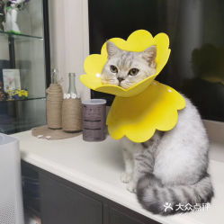 电话,地址,价格,营业时间 重庆宠物