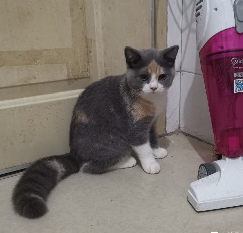 猫羊奶粉什么牌子好 铲屎官必备知识攻略