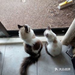 电话,地址,价格,营业时间 北京宠物