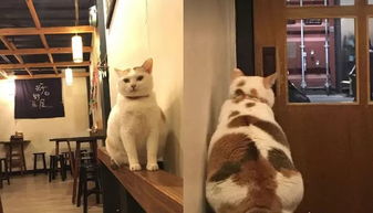 福懋动物医院 客人进一家日本料理店吃饭,不小心踢到一个保龄球,原来是只猫