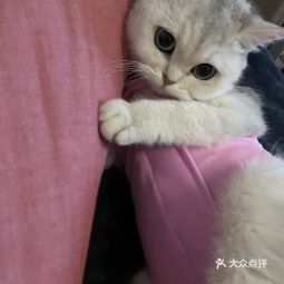 2021 06 29 深圳市野生动物园宠物医院地址,深圳市野生动物园宠物医院电话,深圳市野生动物园宠物医院图片 360地图