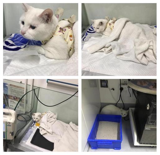 达美动物医院绝育手术全流程