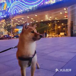 电话,地址,价格,营业时间 北京宠物