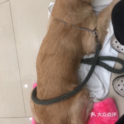 电话,地址,价格,营业时间 图 广州宠物