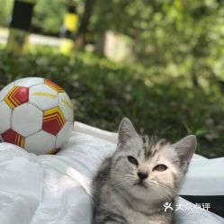 电话,地址,价格,营业时间 北京宠物