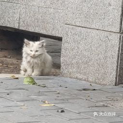 2021 06 01 北京国粹艺苑动物医院地址,北京国粹艺苑动物医院电话,北京国粹艺苑动物医院图片 360地图