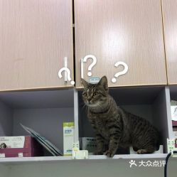 电话,地址,价格,营业时间 图 杭州宠物